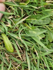 Rumex neglectus