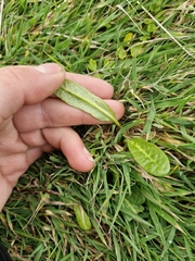 (c) Irisa Hudson, some rights reserved (CC BY) Rumex neglectus, photograph (c) Irisa Hudson, some rights reserved (CC BY)