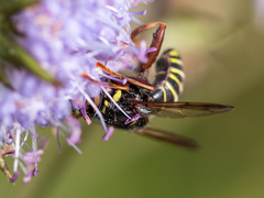 Spilomyia diophthalma