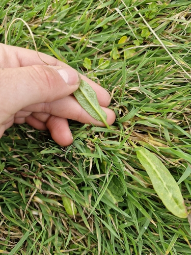 Rumex neglectus, photograph 3