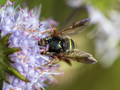 Spilomyia diophthalma