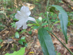 Ruellia solitaria