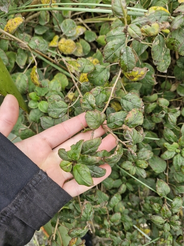 Scrambling Fuchsia (Fuchsia perscandens)
