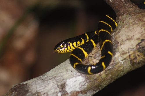 Boiga dendrophila