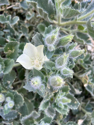 Desert stingbush (Eucnide urens)