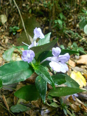 Ruellia solitaria