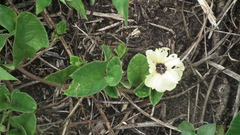 Hibiscus tiliaceus