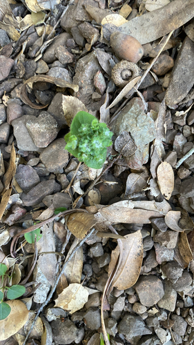 Unknown species found near Marin County, US-CA, US