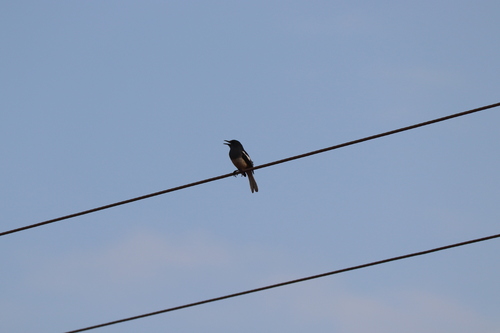 Oriental Magpie-Robin
