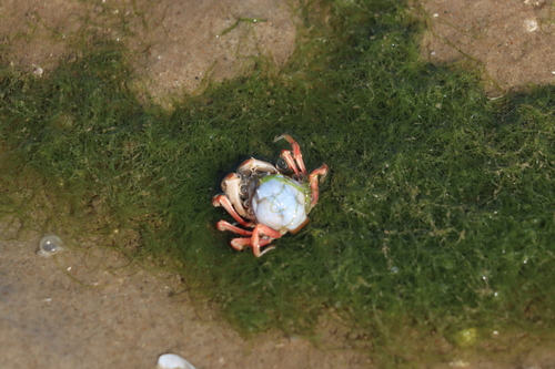 Mictyris brevidactylus