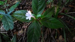 Ruellia solitaria