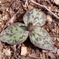 Trillium decumbens