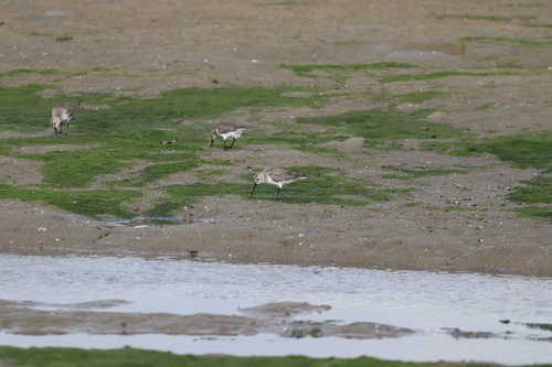 Dunlin