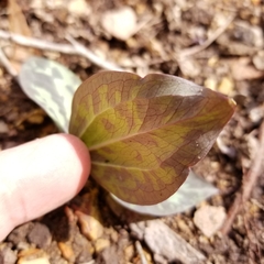 Trillium decumbens