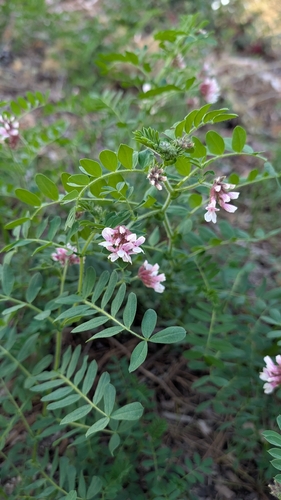 Balsam Bird's Foot Trefoil (Hosackia stipularis)