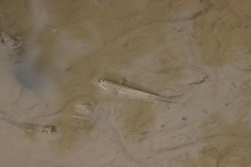 Great Blue-spotted Mudskipper