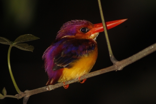 Ceyx erithaca