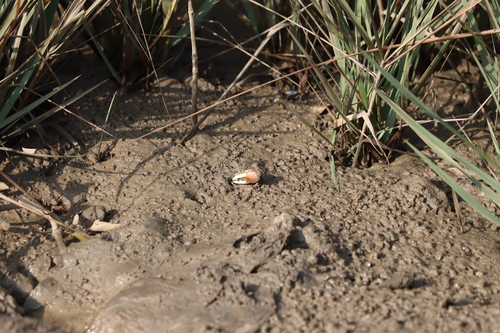 Bowed Fiddler Crab