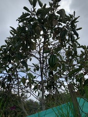 Meriania nobilis