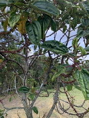 Meriania nobilis