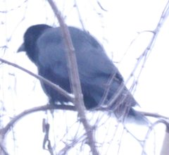 Corvus corone corone