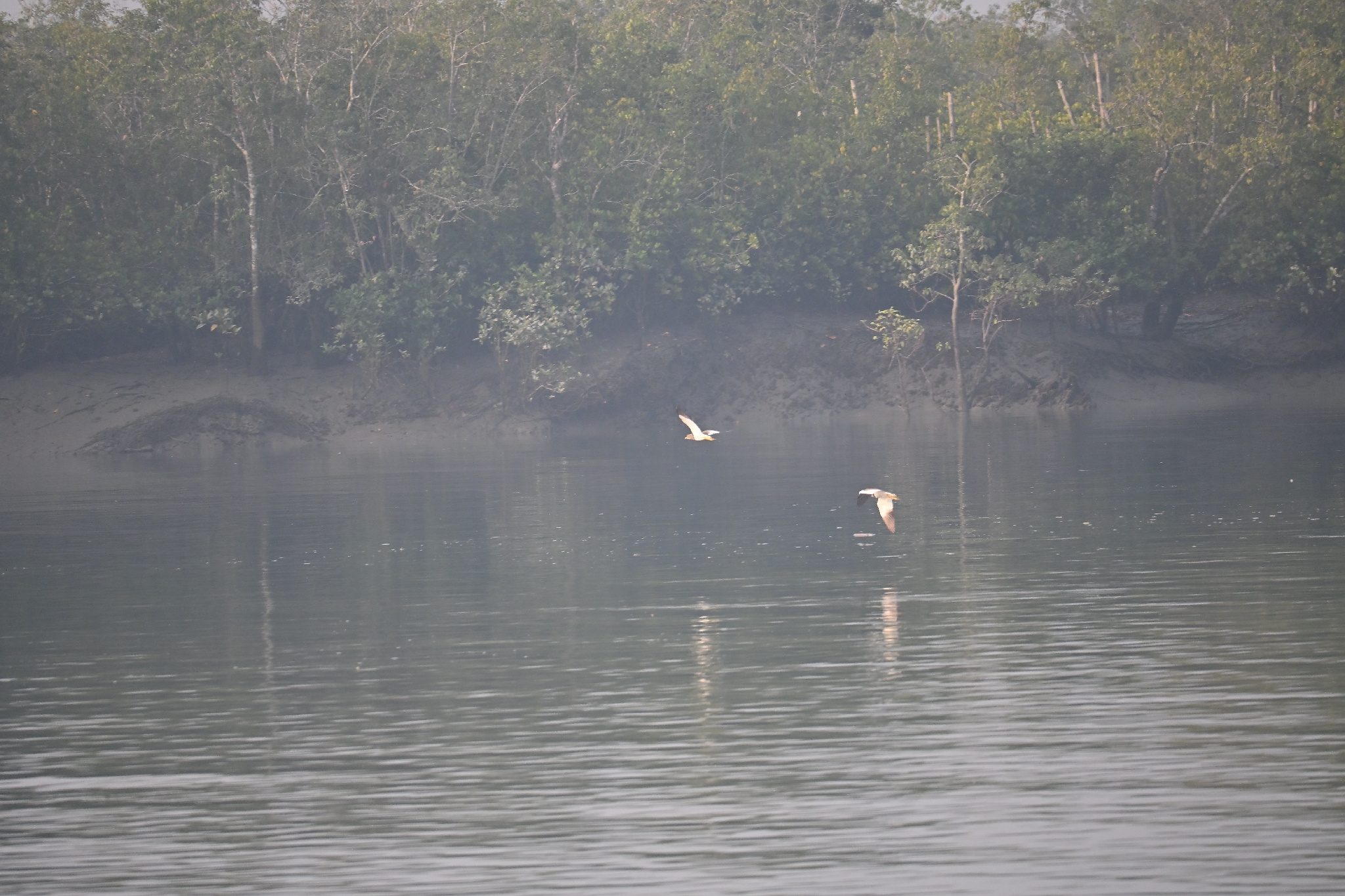 Grey-headed Lapwing (Vanellus cinereus), photo 6