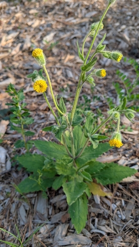 rayless arnica (Arnica discoidea)