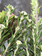 Phylica wittebergensis