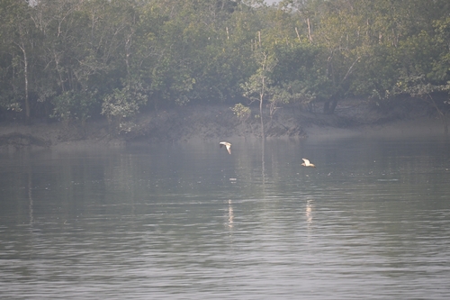 Grey-headed Lapwing (Vanellus cinereus), photo 7