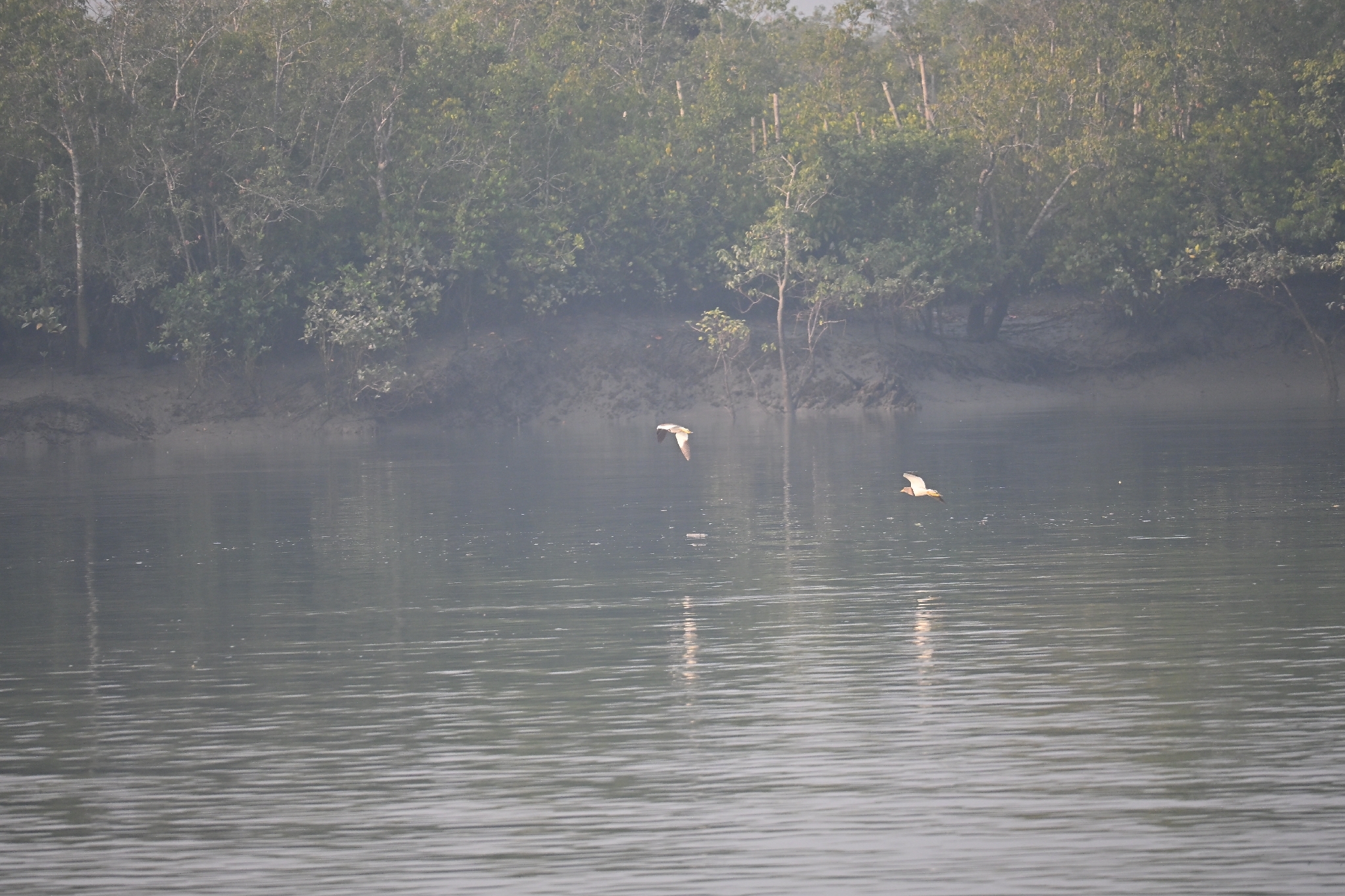 Grey-headed Lapwing (Vanellus cinereus), photo 7