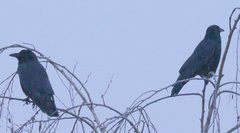 Corvus corone corone