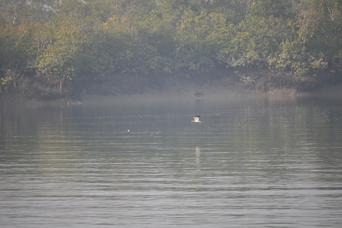 Grey-headed Lapwing (Vanellus cinereus), photo 10
