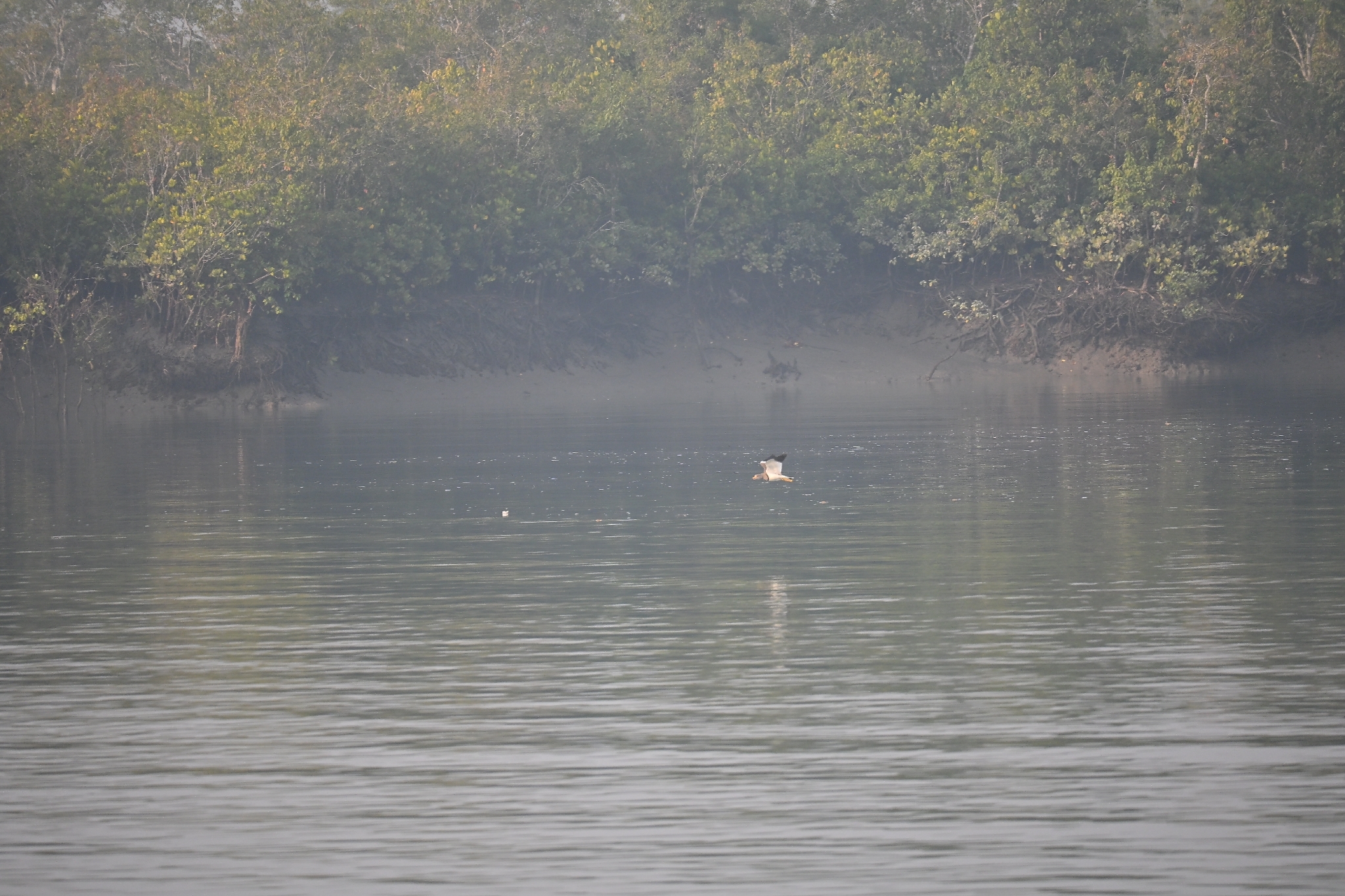 Grey-headed Lapwing (Vanellus cinereus), photo 8