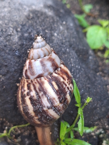 Lissachatina fulica