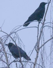 Corvus corone corone