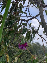 Meriania nobilis