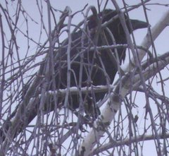 Corvus corone corone