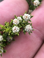 Phylica wittebergensis