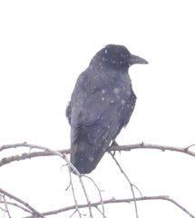 Corvus corone corone