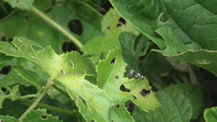 Polyrhachis schlueteri