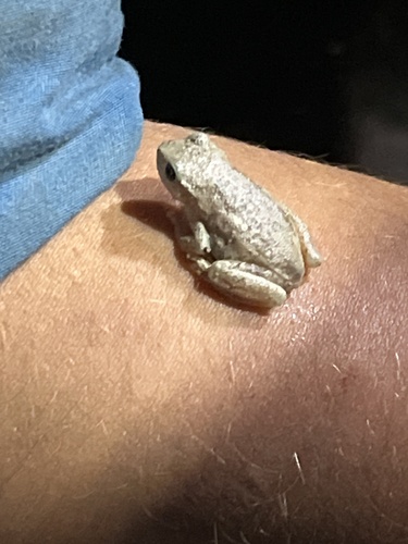 Desert Tree Frog