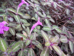Ruellia makoyana
