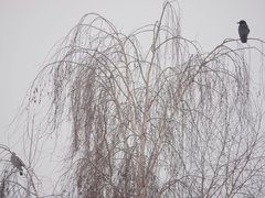 Corvus corone corone