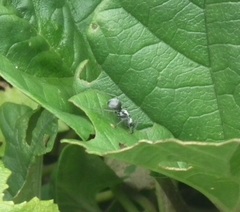 Polyrhachis schlueteri