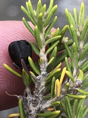 Phylica wittebergensis