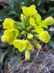 Brassica repanda