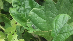 Polyrhachis schlueteri