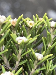 Phylica wittebergensis