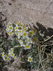 Oreocarya fulvocanescens