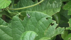 Polyrhachis schlueteri